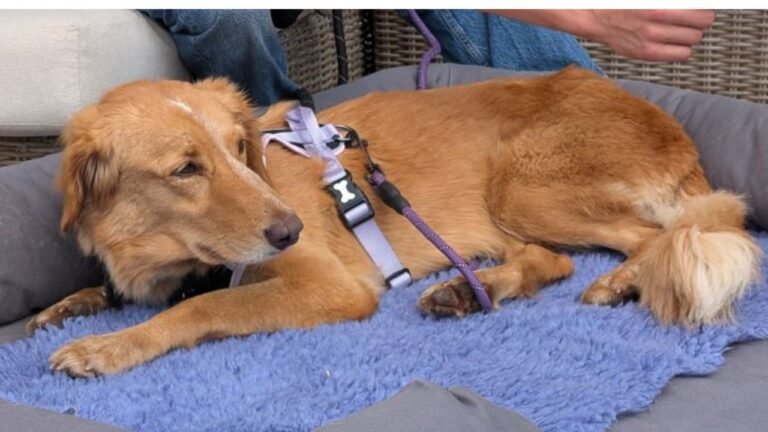 Lost pet travels miles to reunite with family — heartwarming U.S. story