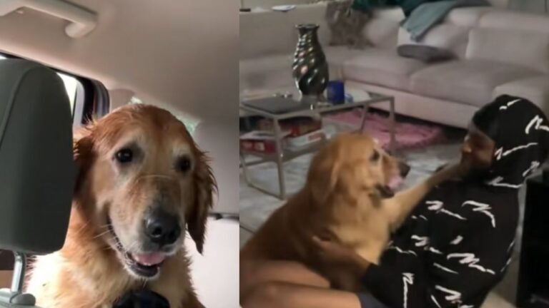 Man saves stranded dog after unexpected situation on roadside