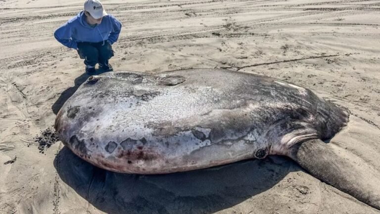 Rare Ocean Creature Washes Ashore on a U.S. Beach — Photos Trending