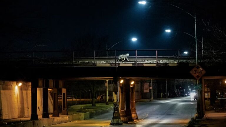Unexpected Animal Walking Through a Suburban Neighborhood Catches Attention